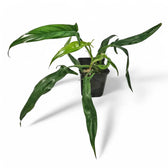 Philodendron holtonianum potted plant in nursery pot on white background.