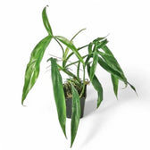 Philodendron holtonianum potted plant in nursery pot on white background.