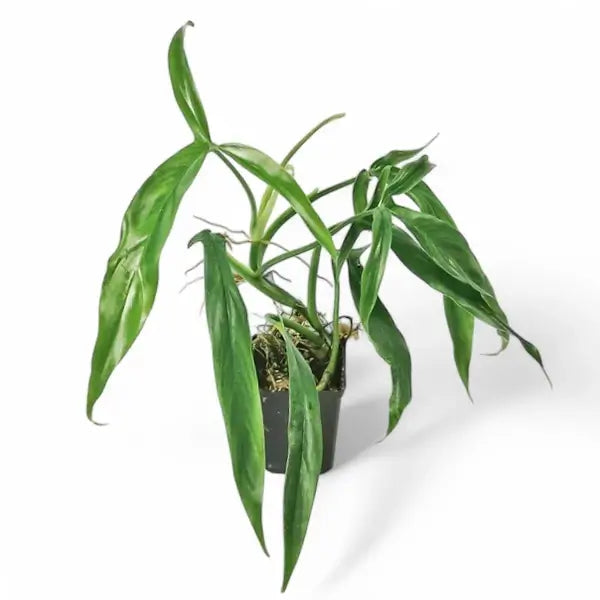 Philodendron holtonianum potted plant in nursery pot on white background.
