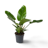 Großer Philodendron ‘Imperial Green’ mit breiten, dunkelgrünen Blättern
