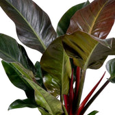 Philodendron ‘Imperial Red’ foliage close-up with glossy dark green leaves and maroon new growth.