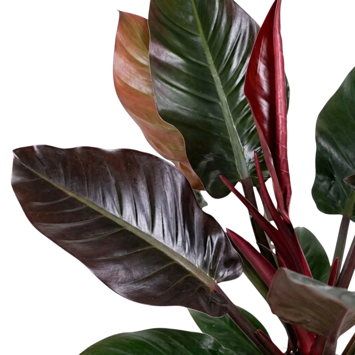 Philodendron ‘Imperial Red’ foliage close-up with glossy dark green leaves and maroon new growth.