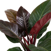 Philodendron ‘Imperial Red’ foliage close-up with glossy dark green leaves and maroon new growth.