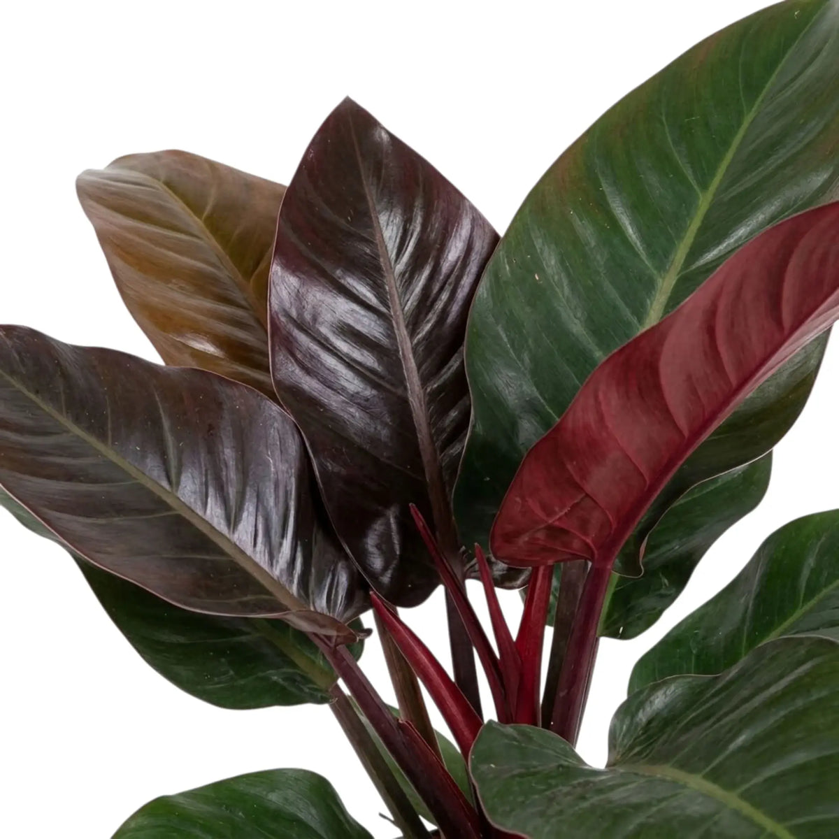 Philodendron ‘Imperial Red’ foliage close-up with glossy dark green leaves and maroon new growth.