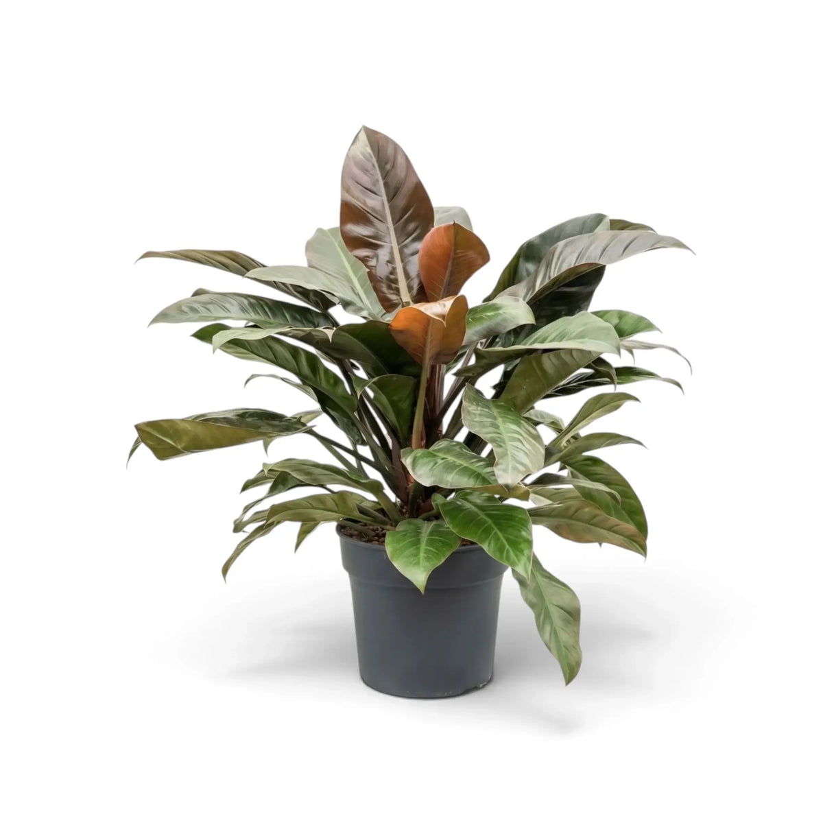 Philodendron ‘Imperial Red’ with dense glossy foliage in dark green and burgundy tones.