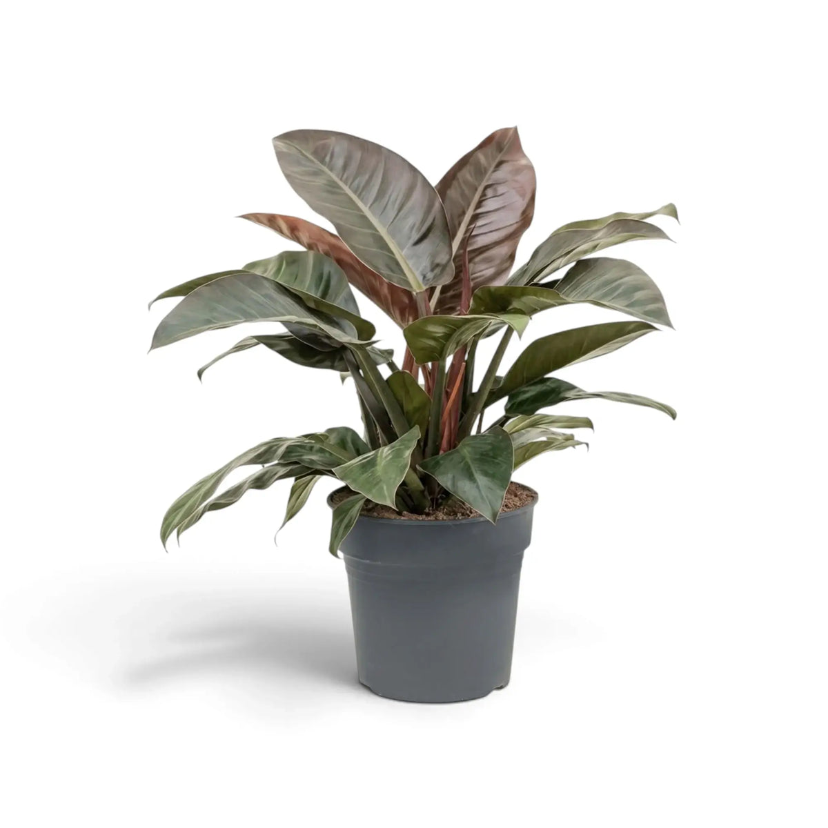 Philodendron ‘Imperial Red’ with dense glossy foliage in dark green and burgundy tones.