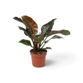 Philodendron ‘Imperial Red’ with glossy dark green leaves and burgundy-toned new growth in a nursery pot.