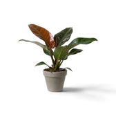 Philodendron ‘Imperial Red’ with glossy dark green leaves and burgundy-toned new growth in a nursery pot.