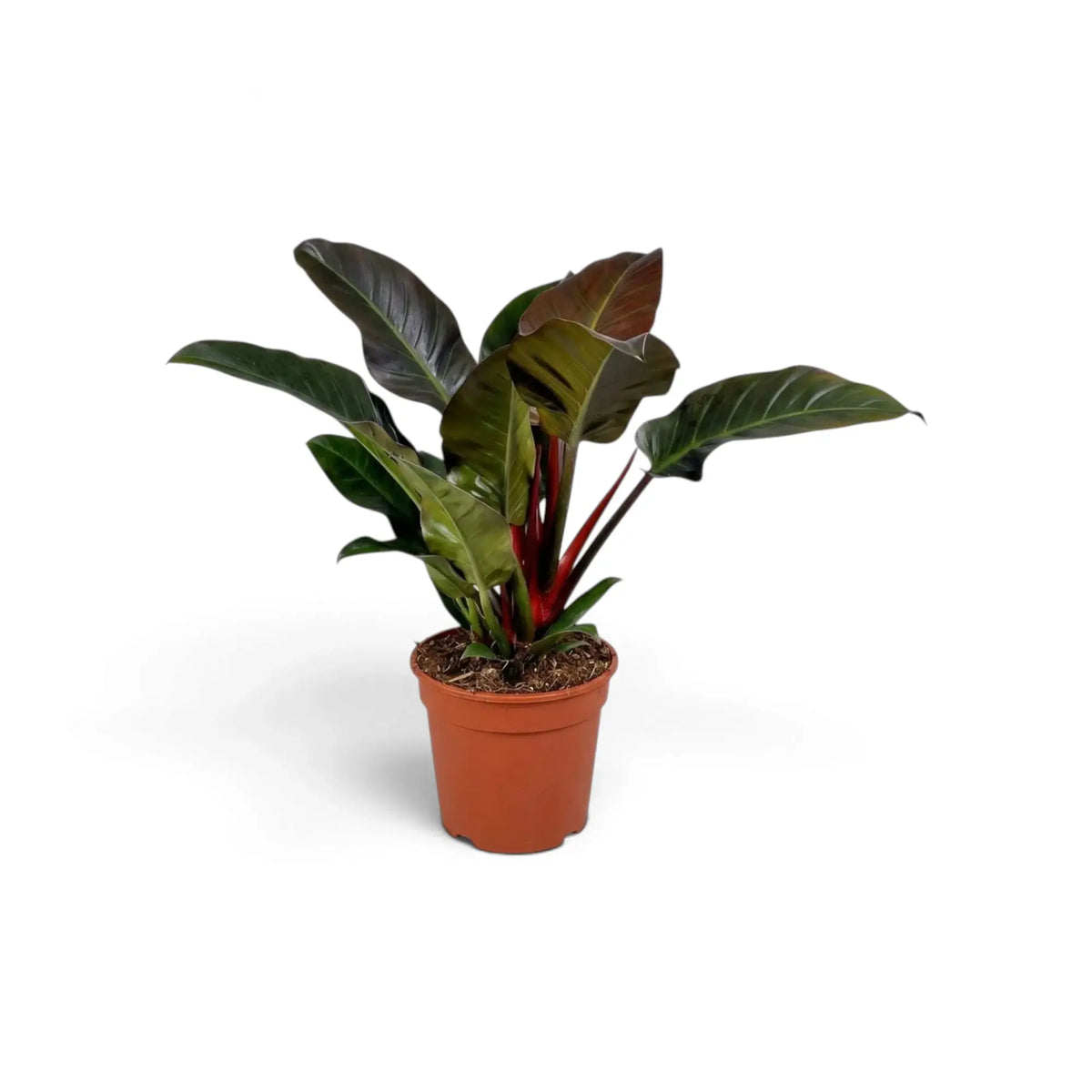 Philodendron ‘Imperial Red’ with glossy dark green leaves and burgundy-toned new growth in a nursery pot.