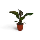 Philodendron ‘Imperial Red’ with glossy dark green leaves and burgundy-toned new growth in a nursery pot.