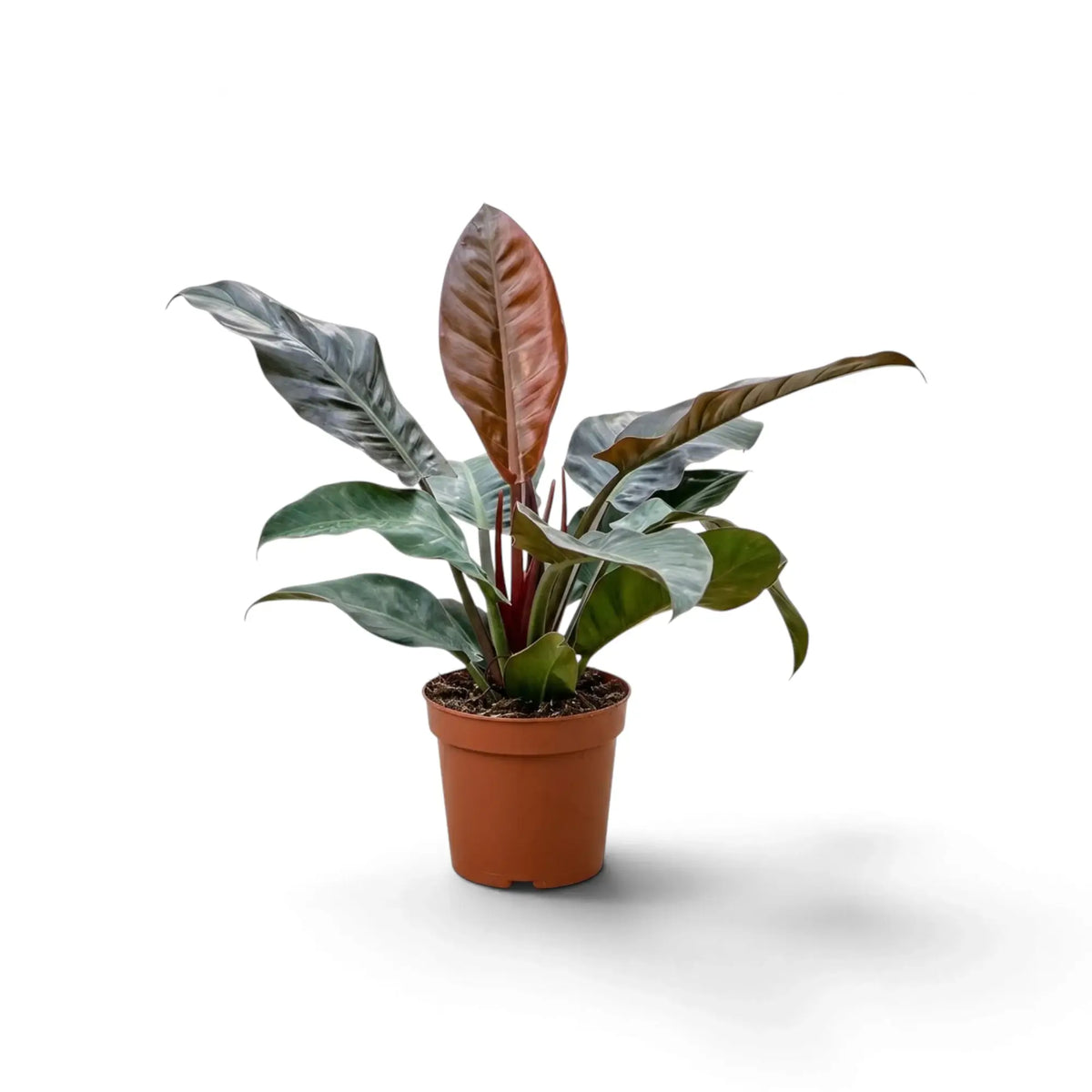 Philodendron ‘Imperial Red’ with glossy dark green leaves and burgundy-toned new growth in a nursery pot.