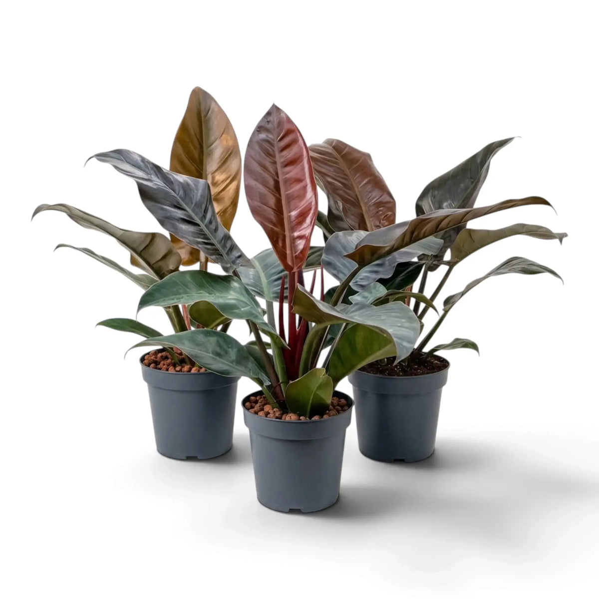 Philodendron ‘Imperial Red’ with glossy dark green leaves and burgundy-toned new growth in a nursery pot.