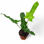 Philodendron 'Jerry Horne' potted plant in nursery pot on white background.