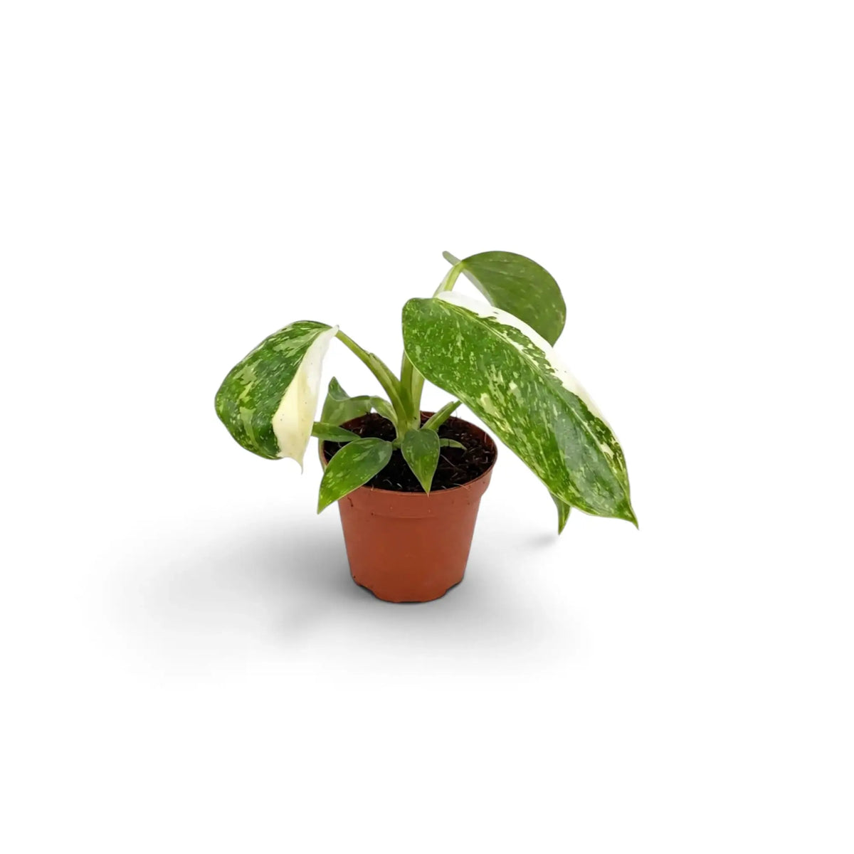 Philodendron ‘Jose Buono’ als Jungpflanze im Kulturtopf mit panaschierten Blättern in Grün, Mintgrün und Creme