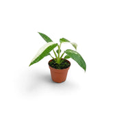 Philodendron ‘Jose Buono’ als Jungpflanze im Kulturtopf mit panaschierten Blättern in Grün, Mintgrün und Creme