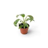 Philodendron ‘Jose Buono’ als Jungpflanze im Kulturtopf mit panaschierten Blättern in Grün, Mintgrün und Creme