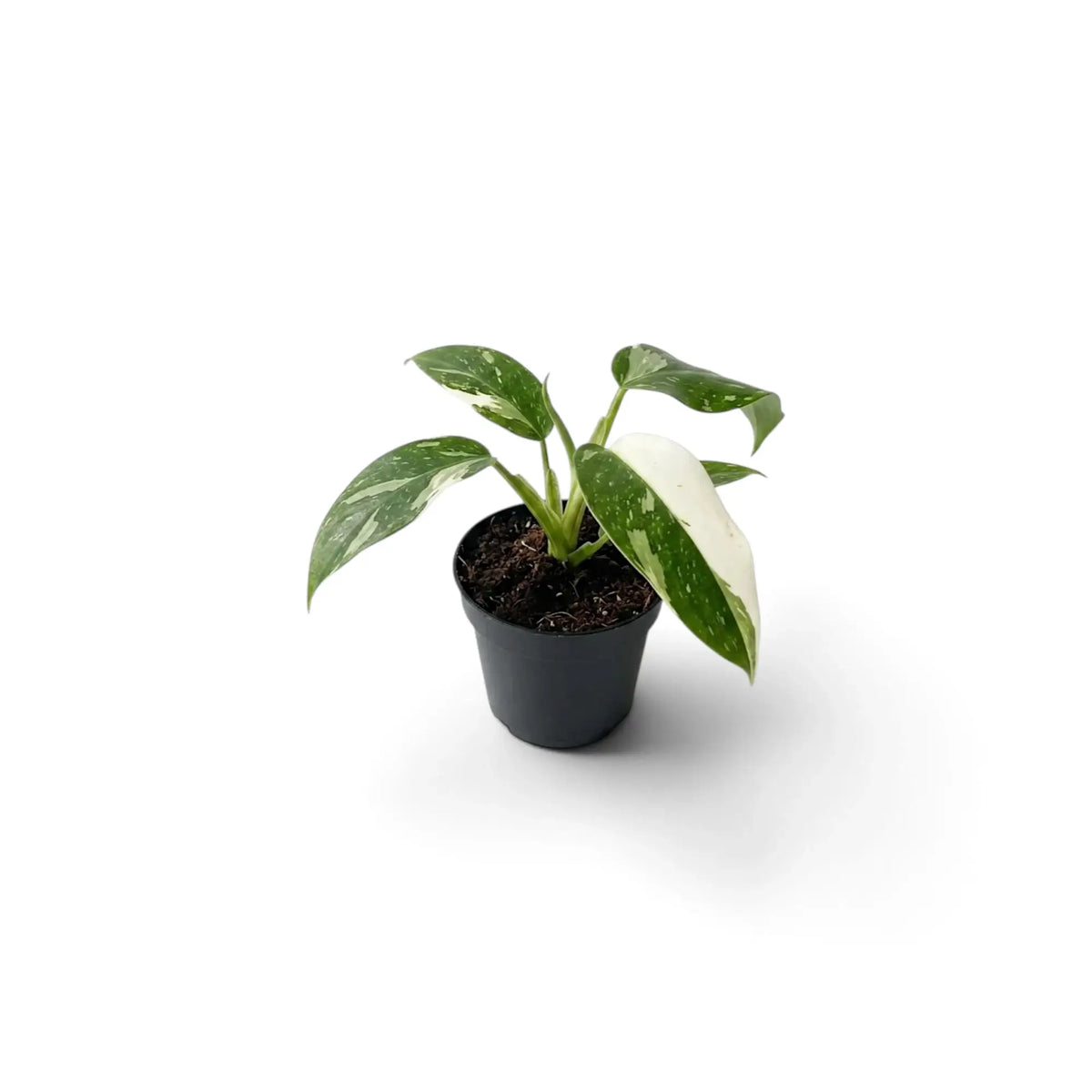 Philodendron ‘Jose Buono’ als Jungpflanze im Kulturtopf mit panaschierten Blättern in Grün, Mintgrün und Creme