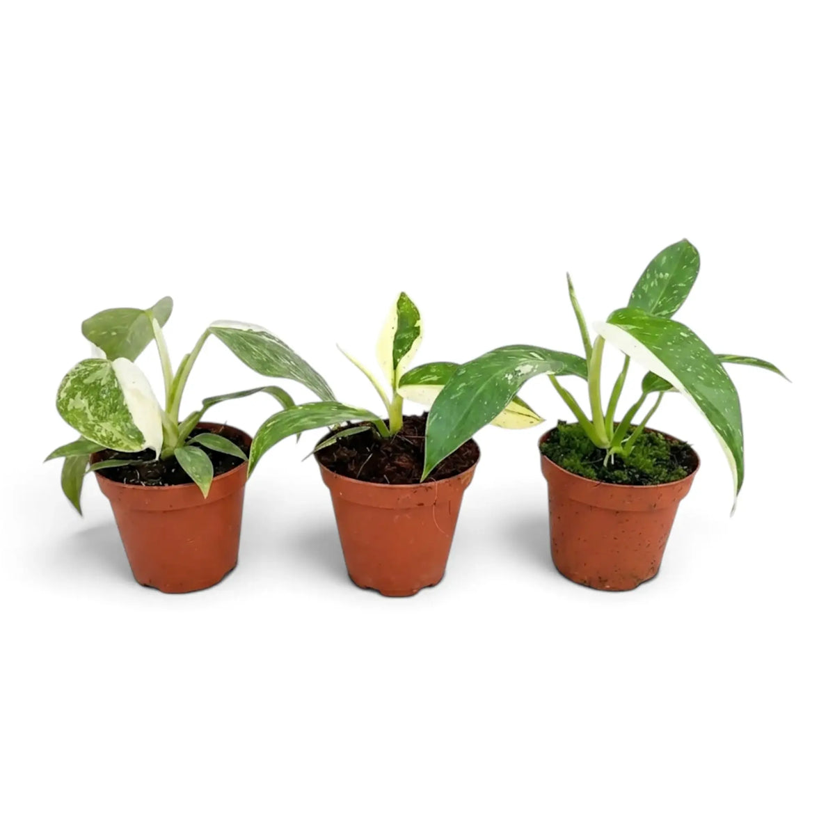 Philodendron ‘Jose Buono’ als Jungpflanze im Kulturtopf mit panaschierten Blättern in Grün, Mintgrün und Creme