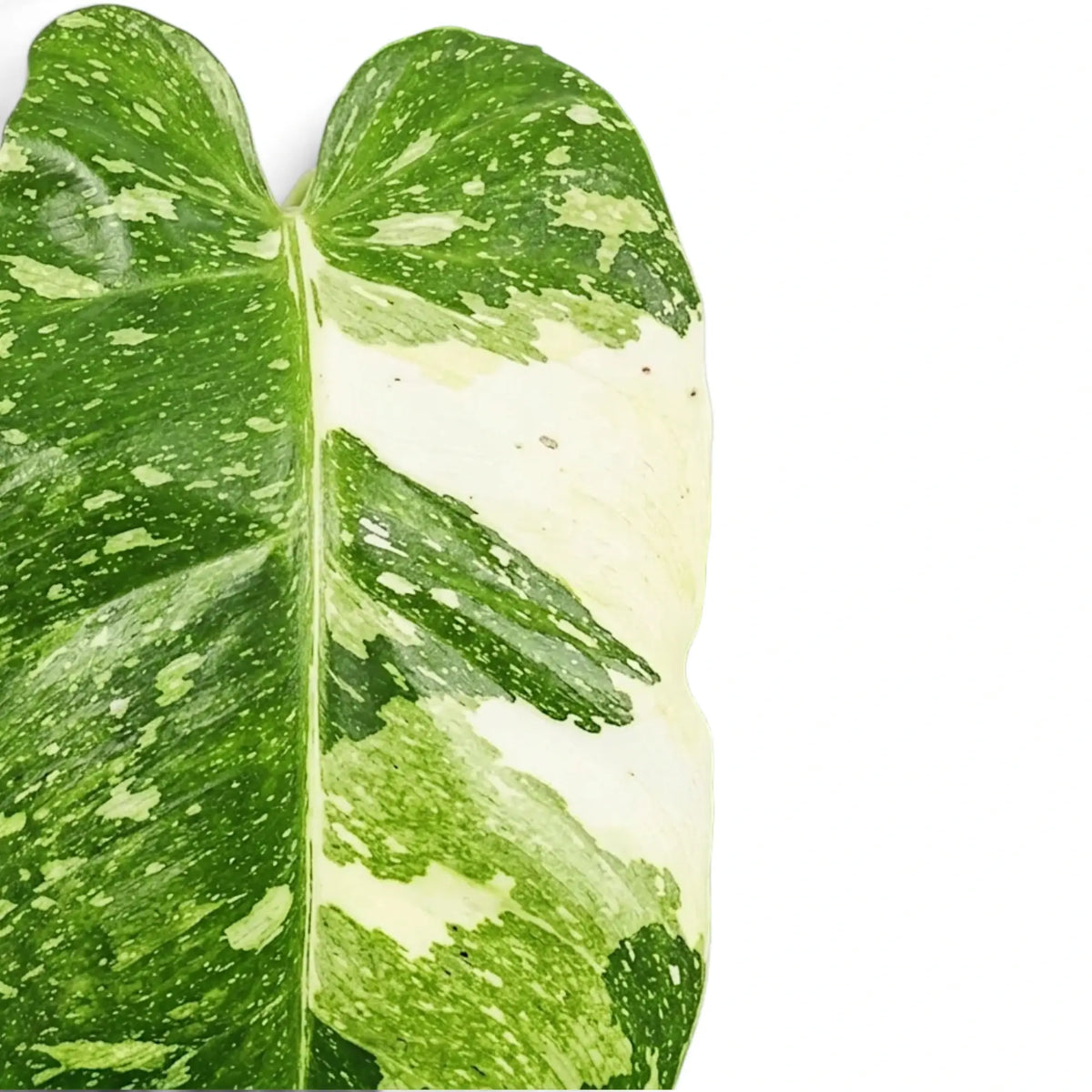 Nahaufnahme der panaschierten Blätter von Philodendron ‘Jose Buono’ in Grün, Mintgrün und Creme