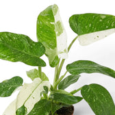 Nahaufnahme der panaschierten Blätter von Philodendron ‘Jose Buono’ in Grün, Mintgrün und Creme