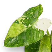 Nahaufnahme der panaschierten Blätter von Philodendron ‘Jose Buono’ in Grün, Mintgrün und Creme