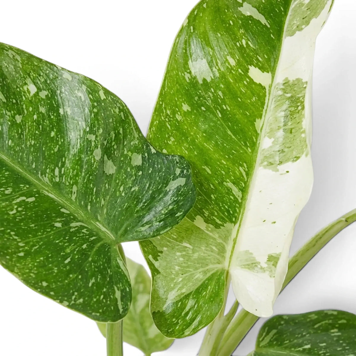 Nahaufnahme der panaschierten Blätter von Philodendron ‘Jose Buono’ in Grün, Mintgrün und Creme