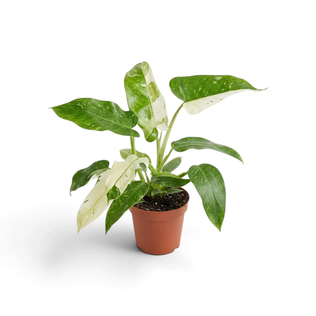 Philodendron ‘Jose Buono’ im Kulturtopf mit panaschierten Blättern in Grün, Mintgrün und Creme