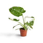 Philodendron ‘Jose Buono’ im Kulturtopf mit panaschierten Blättern in Grün, Mintgrün und Creme