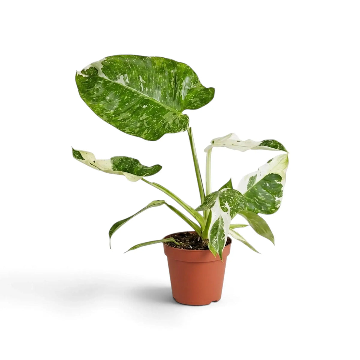 Philodendron ‘Jose Buono’ im Kulturtopf mit panaschierten Blättern in Grün, Mintgrün und Creme
