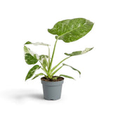 Philodendron ‘Jose Buono’ im Kulturtopf mit panaschierten Blättern in Grün, Mintgrün und Creme