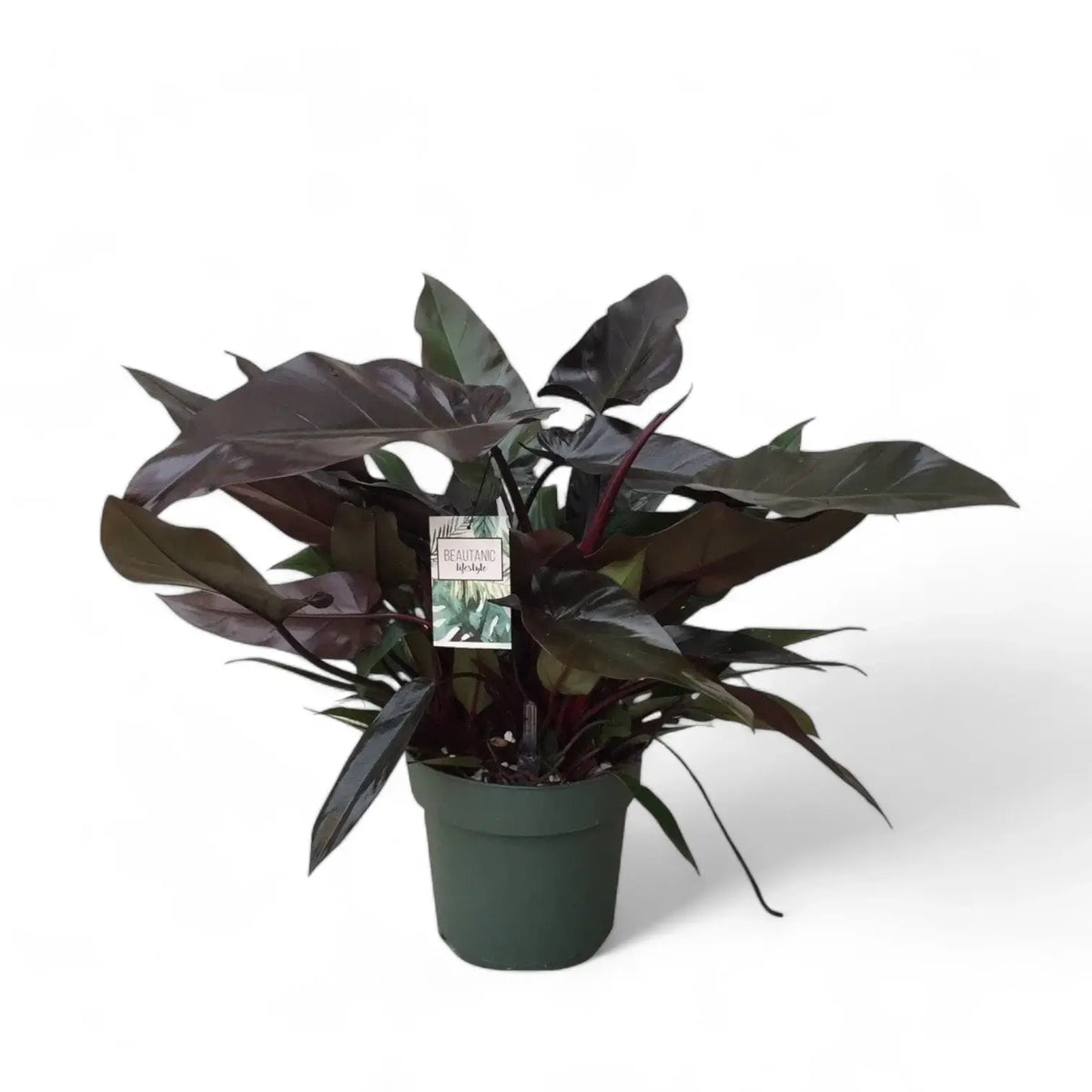 Philodendron 'Lisa' Zimmerpflanze im Anzuchttopf vor weißem Hintergrund, Produktfoto 2.