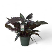 Philodendron 'Lisa' Zimmerpflanze im Anzuchttopf vor weißem Hintergrund, Produktfoto 2.