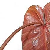 Philodendron lynamii leaf detail on white background.