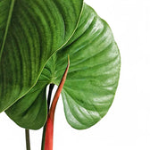 Philodendron lynamii potted plant in nursery pot on white background.