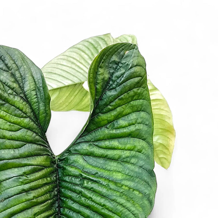 Philodendron lynnhannoniae close-up of leaf on white background.