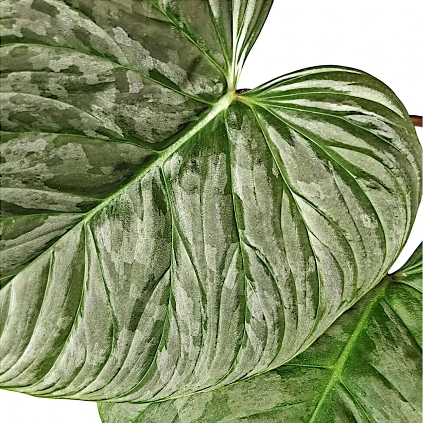 Philodendron 'Majestic' (verrucosum x sodiroi) leaf detail on white background.