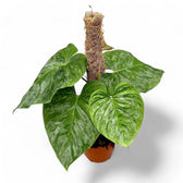 Philodendron 'Majestic' (verrucosum x sodiroi) potted plant in nursery pot on white background.