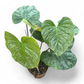 Philodendron 'Majestic' (verrucosum x sodiroi) potted plant in nursery pot on white background.