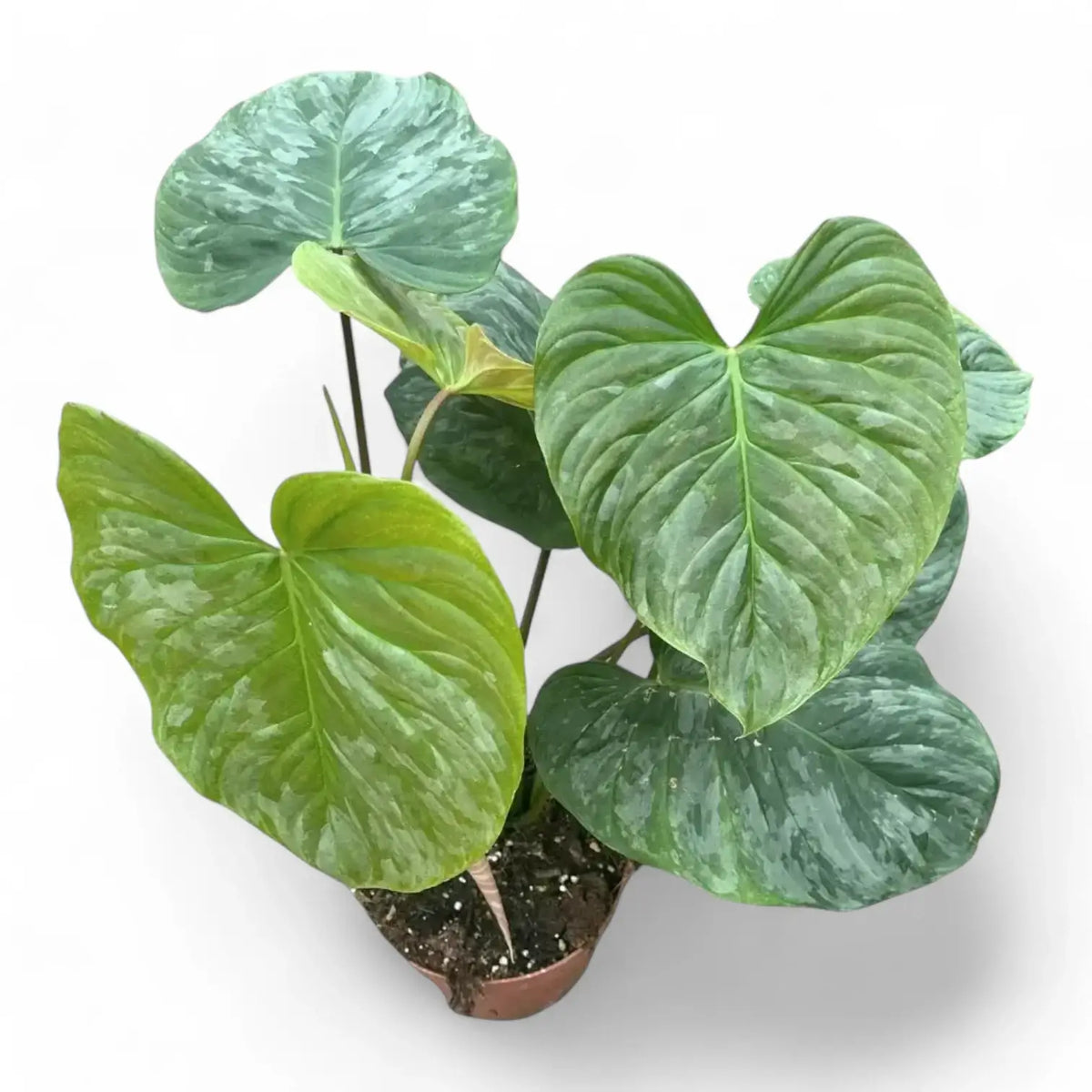 Philodendron 'Majestic' (verrucosum x sodiroi) potted plant in nursery pot on white background.