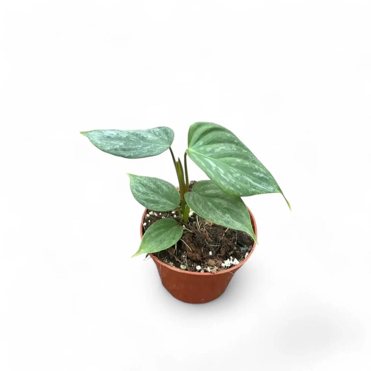 Philodendron 'Majestic' (verrucosum x sodiroi) potted plant in nursery pot on white background.