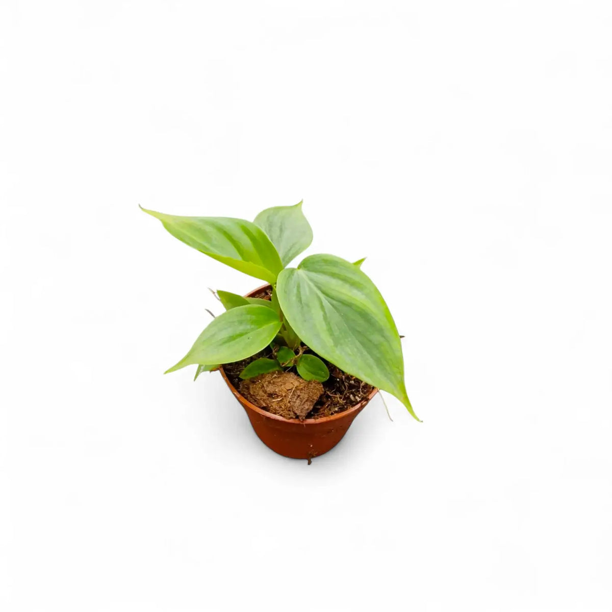 Philodendron 'Majestic' (verrucosum x sodiroi) potted plant in nursery pot on white background.