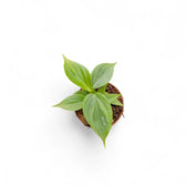 Philodendron 'Majestic' (verrucosum x sodiroi) potted plant in nursery pot on white background.