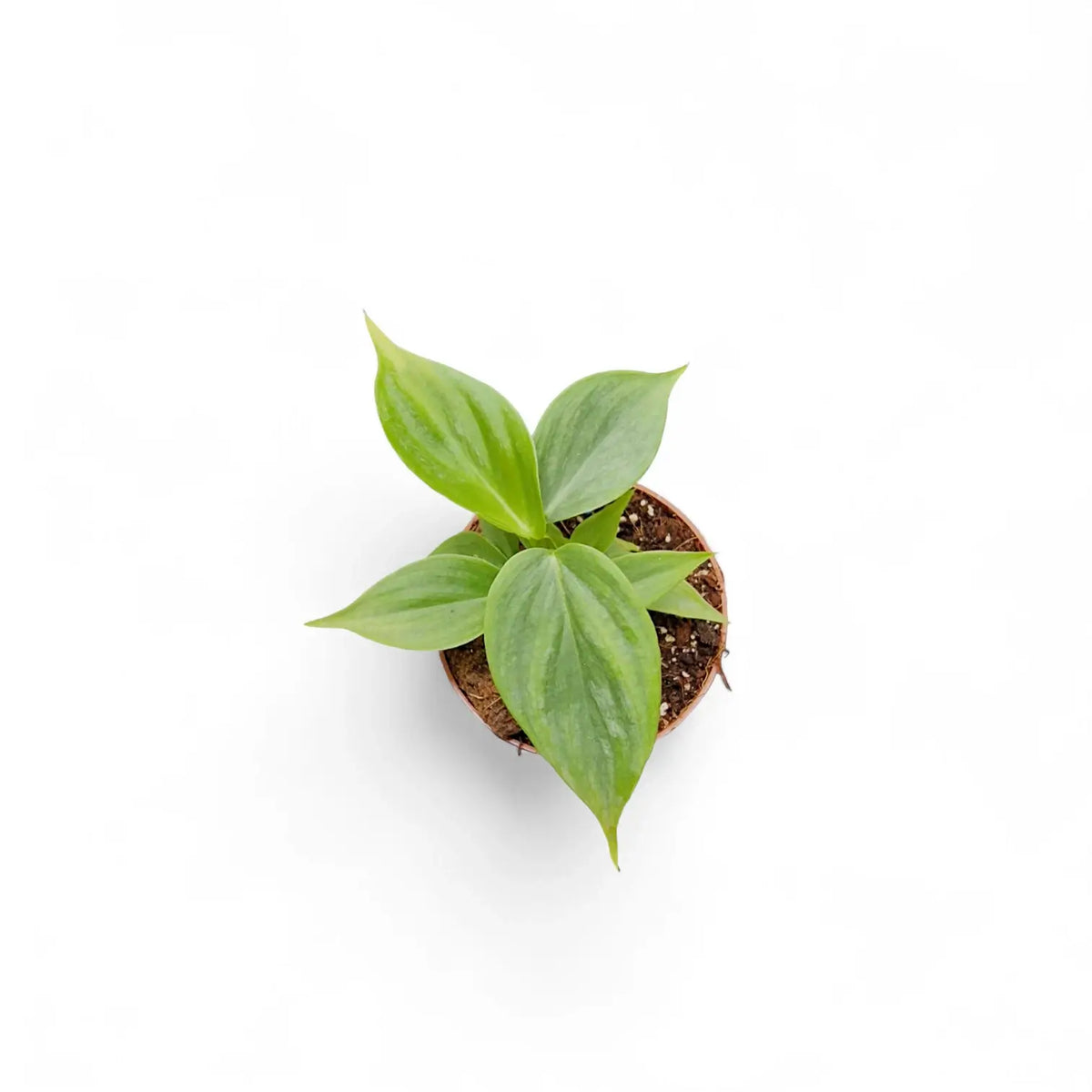 Philodendron 'Majestic' (verrucosum x sodiroi) potted plant in nursery pot on white background.