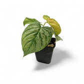 Philodendron 'Majestic' (verrucosum x sodiroi) potted plant in nursery pot on white background.