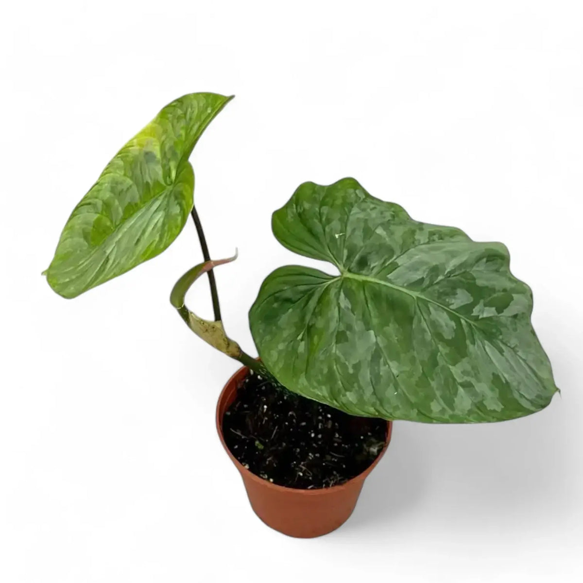 Philodendron 'Majestic' (verrucosum x sodiroi) potted plant in nursery pot on white background.