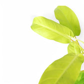 Philodendron 'Malay Gold' close-up of leaf on white background.