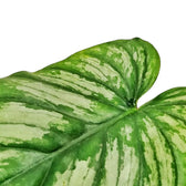 Philodendron mamei – Blattdetail vor weißem Hintergrund..