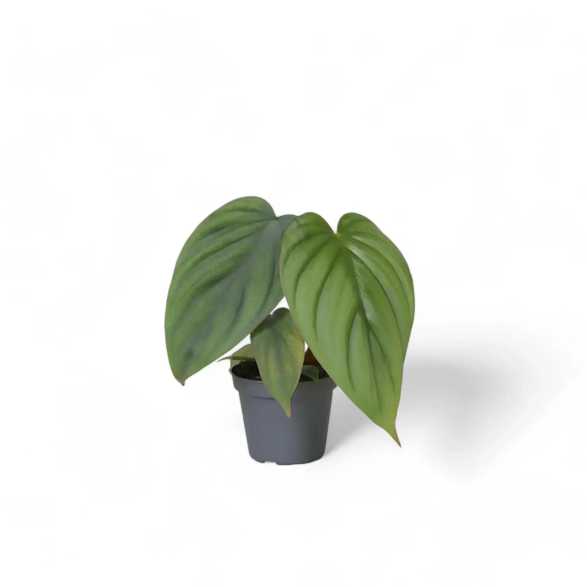 Philodendron mamei – Topfpflanze im Kulturtopf vor weißem Hintergrund, Produktfoto 3.
