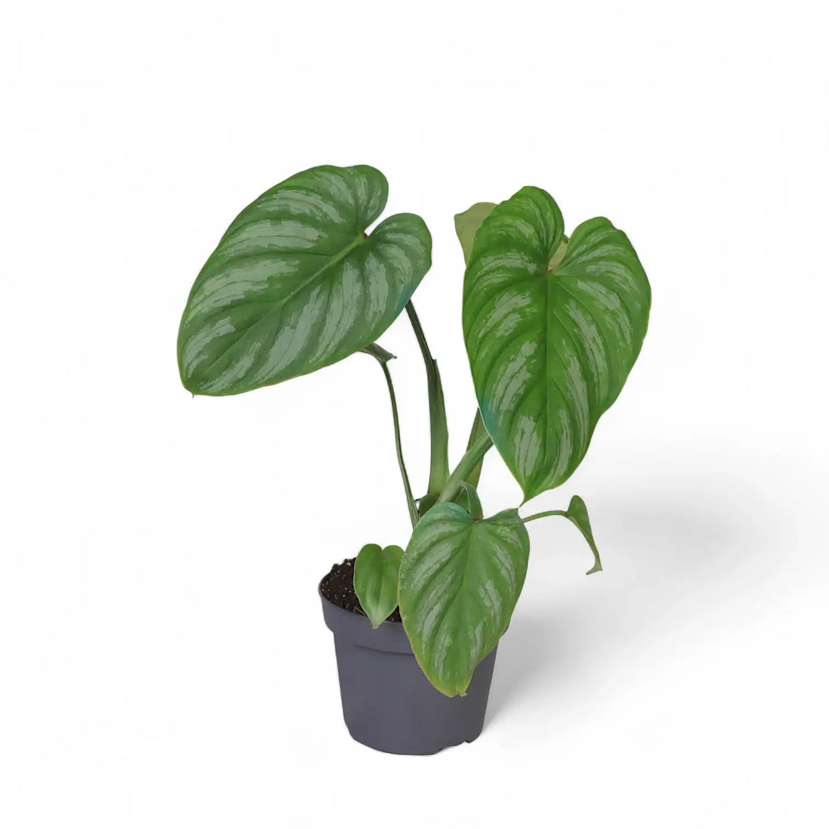 Philodendron mamei – Topfpflanze im Kulturtopf vor weißem Hintergrund, Produktfoto 4.