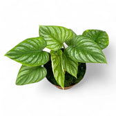 Philodendron mamei – Topfpflanze im Kulturtopf vor weißem Hintergrund, Produktfoto 6.